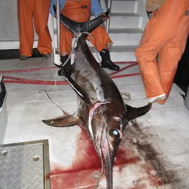 a dog that is standing in front of a building