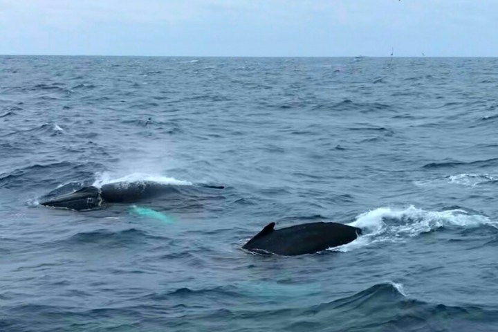 a whale jumping out of the water